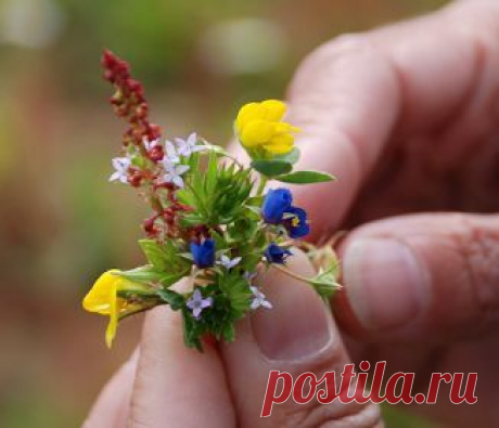 Первый букет весны