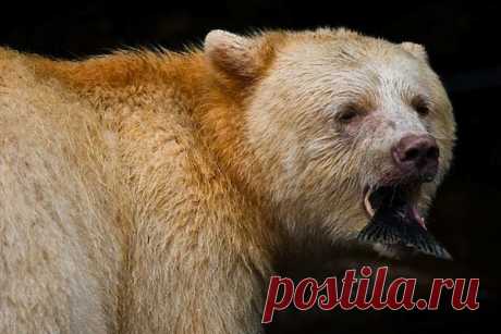 Канадский медведь-призрак любит лес и лососей (ФОТО+ВИДЕО) - Интересные факты. Интересные новости.