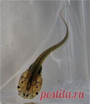 ГОЛОВАСТИК