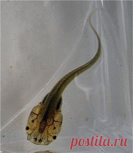 ГОЛОВАСТИК