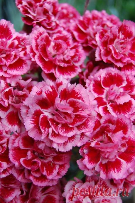 Найдено на сайте gardendrum.com.