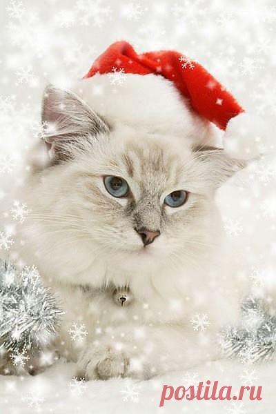 Лапонька!!!!