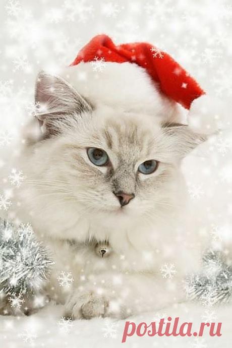 Лапонька!!!!