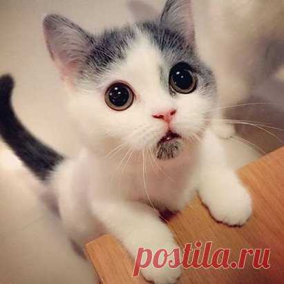 (1) Одноклассники