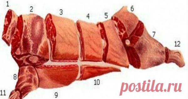 Это надо знать! Кулинарное использование частей туши