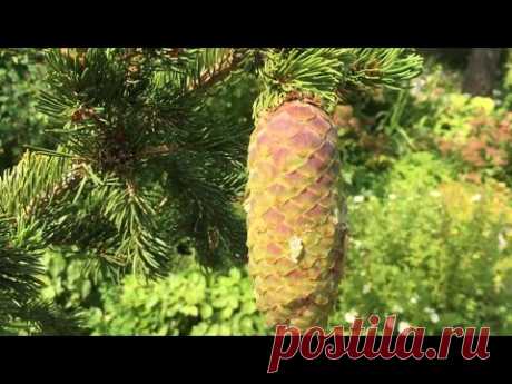Ель колючая Лаки Страйк (Picea pungens Lucky Strike)