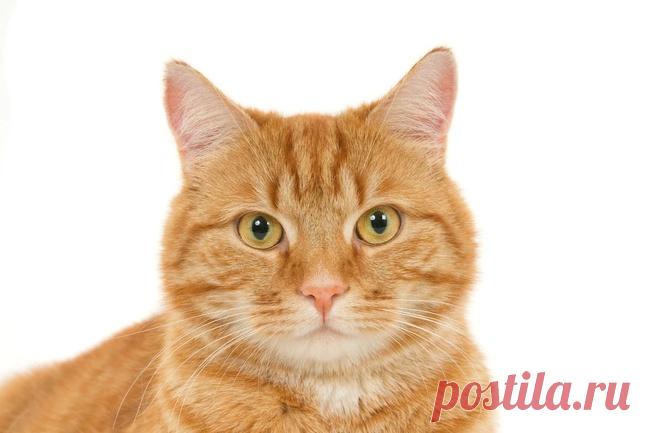 Энергетика рыжих котов: действительно ли они приносят удачу. Особенности энергетики котов рыжего цвета.