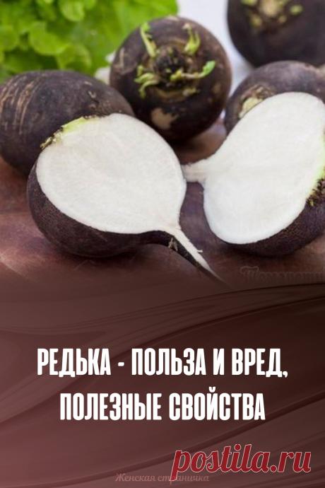 Редька – польза и вред, полезные свойства