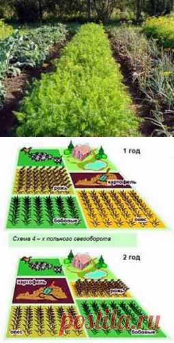 Что такое севооборот культур и как правильно его организовать | Дача - впрок
