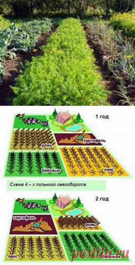 Что такое севооборот культур и как правильно его организовать | Дача - впрок