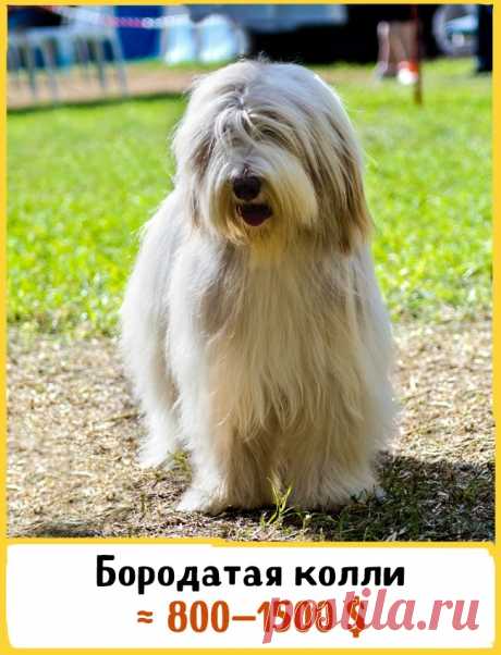 19 великолепных собак, которые стоят целое состояние