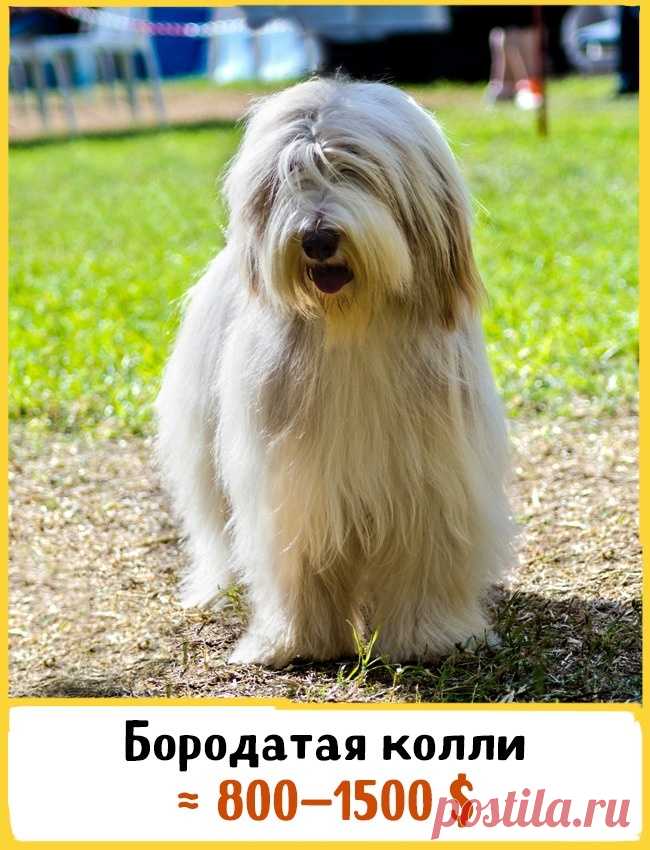 19 великолепных собак, которые стоят целое состояние