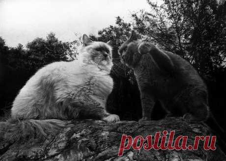 Мастер карандашного наброска – Пол Ланг | Современное искусство