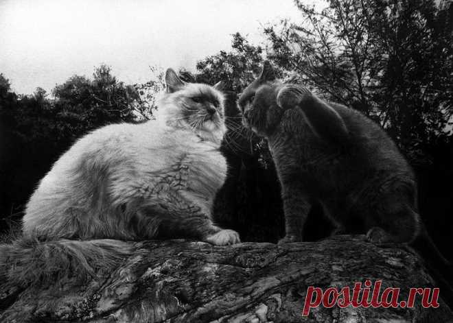 Мастер карандашного наброска – Пол Ланг | Современное искусство