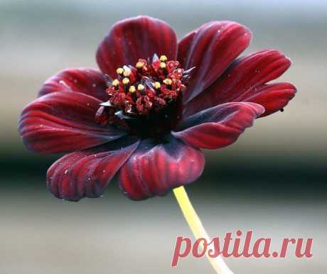 Cosmos atrosanguineus – цветок, который пахнет, как шоколад. К сожалению, у растения нет съедобных частей.