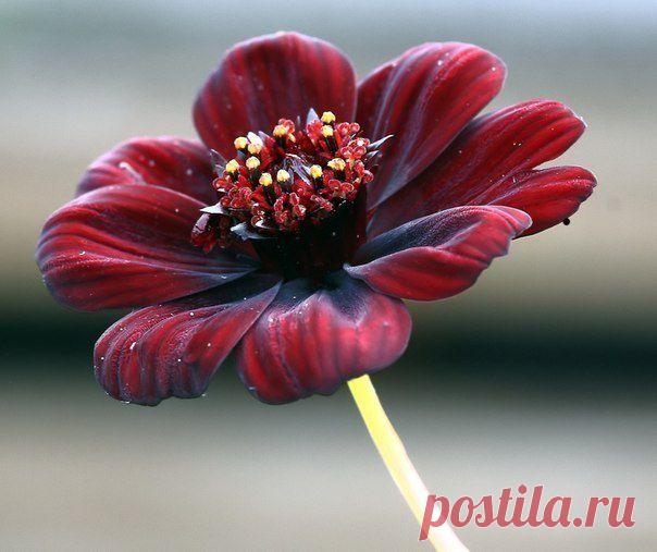 Cosmos atrosanguineus – цветок, который пахнет, как шоколад. К сожалению, у растения нет съедобных частей.