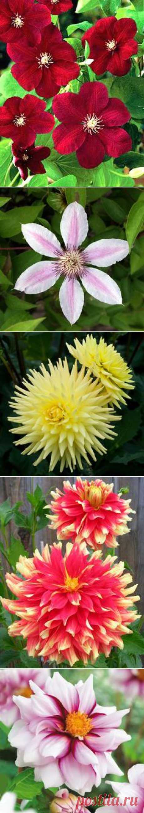 ~Garden-Flowers/Plantings~