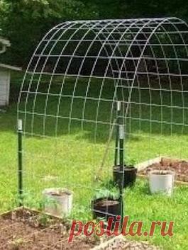 ВЫРАЩИВАНИЕ ОГУРЦОВ НА АРКЕ