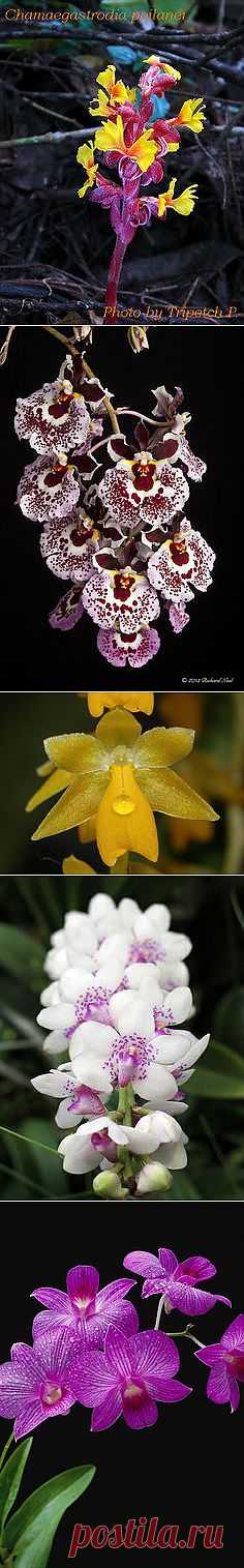 I Luv U Orchids