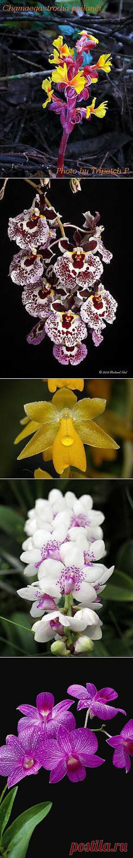 I Luv U Orchids