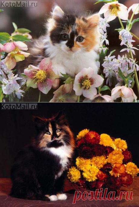 Многоцветие!