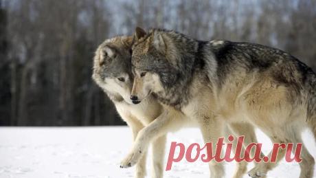 Google+
