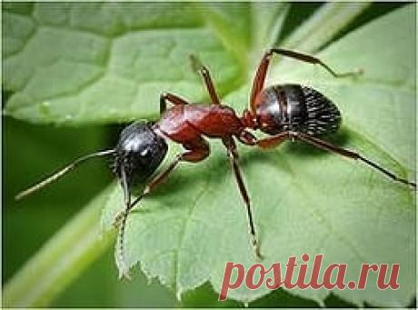 Одноклассники