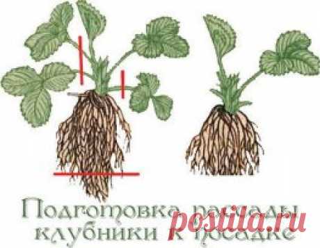 Советы садоводам, которые собираются сменить клубничное место