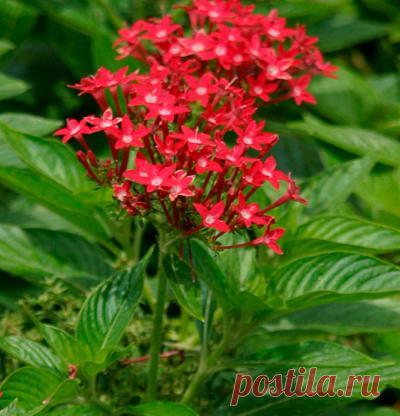 Pentas ланцетный 'New Look Red' | 

=Красные звездчатые цветы с небольшими белыми центрами цветут на вершине прямостоячие стебли с весны до осени. Это вечнозеленое многолетнее растение или полукустарник