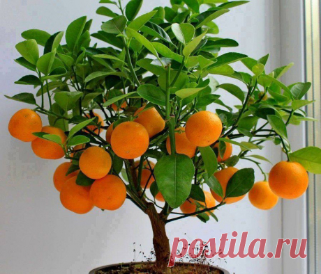 Мандарины на окне