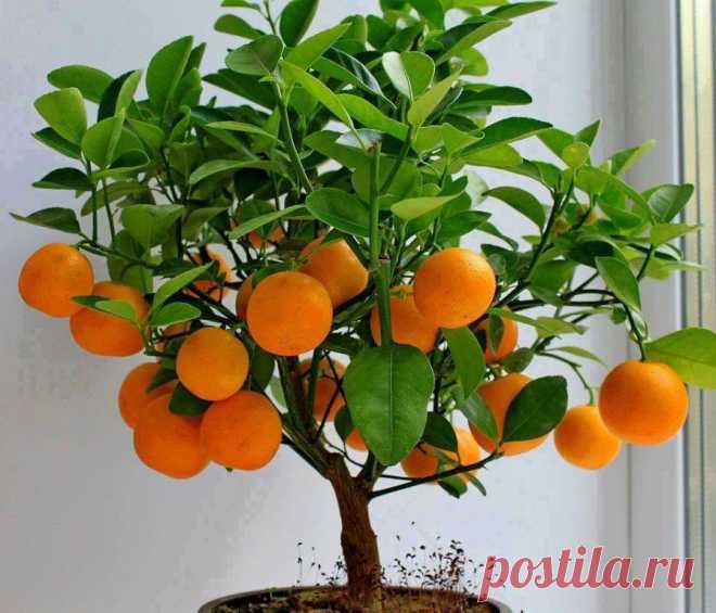 Мандарины на окне