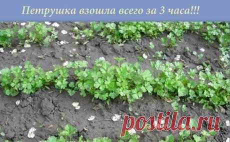 ПЕТРУШКА ЗА 3 ЧАСА...
Большинство дачников знают что петрушка всходит довольно долго....
А знаете ли вы, что петрушку можно вырастить буквально в течение 3 часов? Этот рецепт часто использовался как... фокус.
Размочите семена петрушки в свежем молоке и, трижды посыпав предназначенную для посева землю негашеной и мелкотертой известью, высадите в нее подготовленные семена, землю немного смочите сверху (не проливая глубоко) водой.
Через 3 часа появятся всходы.
Весна не за горами. Запишите - приг