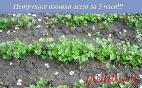 ПЕТРУШКА ЗА 3 ЧАСА...
Большинство дачников знают что петрушка всходит довольно долго....
А знаете ли вы, что петрушку можно вырастить буквально в течение 3 часов? Этот рецепт часто использовался как... фокус.
Размочите семена петрушки в свежем молоке и, трижды посыпав предназначенную для посева землю негашеной и мелкотертой известью, высадите в нее подготовленные семена, землю немного смочите сверху (не проливая глубоко) водой.
Через 3 часа появятся всходы.
Весна не за горами. Запишите - приг