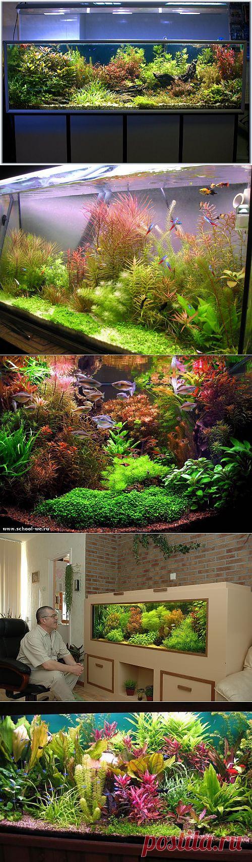 Устраиваем голландский аквариум / Домоседы