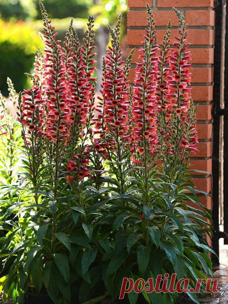 New Perennials for 2015  НАПЕРСТЯНКА