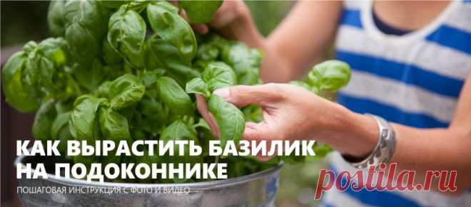 Базилик на подоконнике: 5 шагов выращивания с фото и видео Пошаговая инструкция как вырастить базилик на подоконнике с фото и видео, памятка по уходу и прищипыванию, а также 3 альтернативных способа посадки базилика дома.