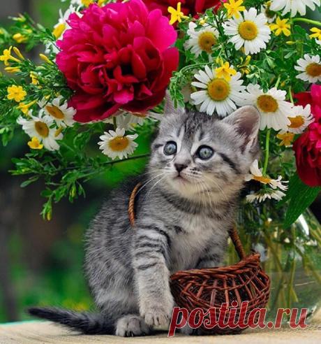Кошки-моё Очарование.