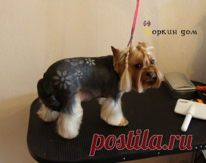 Креативные стрижки йорков.