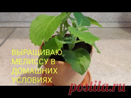 МЕЛИССУ В ДОМАШНИХ УСЛОВИЯХ/МОЙ МИР