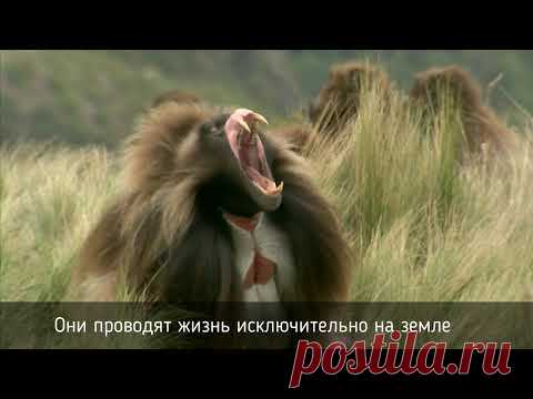 8 необычных обезьян, в существование которых вы даже не поверите