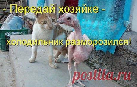 юмор
