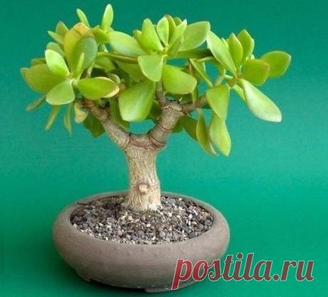 Как правильно формировать денежное дерево?