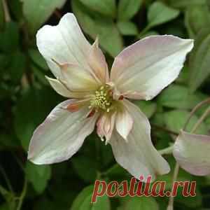 Клематисы в саду, выкармливание и размножение | GardenGuru.ru