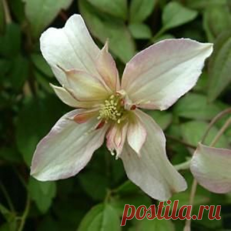 Клематисы в саду, выкармливание и размножение | GardenGuru.ru