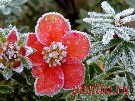 Плейкаст «Цветы под снегом»