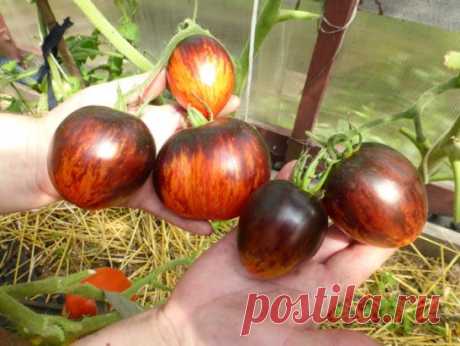 Селекционеры продолжают удивлять огородников, придавая привычным для всех овощам совершенно невообразимую расцветку. Взять хотя бы томаты. Мы уже привыкли к уникальному вкусу розовых помидоров, к идеальной форме красноплодных, распробовали на вкус жёлтые, оранжевые и даже чёрные, а тут снова новинка — синие помидоры. Среди ярких представителей этих разновидностей не затерялся сорт под названием Гаргамель. Кстати, так зовут мультипликационного персонажа, злого колдуна, главного заклятого врага см