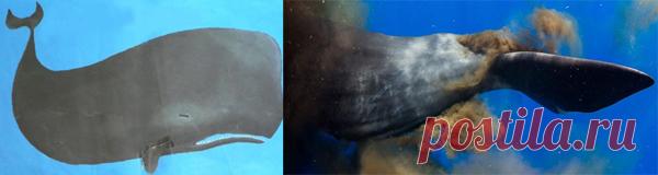 Какие какашки у кита?