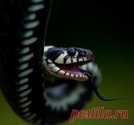 25 пугающих и потрясающих фотографий змей