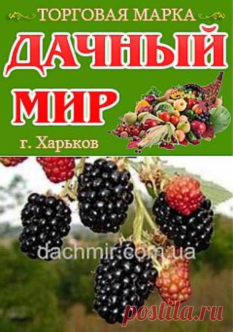 Ежевика Торнфри, описание сорта Торнфри, ежевика почтой, купить через интернет, саженцы из питомника, саженцы ежевики, купить, продать, каталог, сорта, продам саженцы, саженцы плодовых кустарников, саженцы кустарников плодовых, саженцы.com, Киев, Харьков, Украина