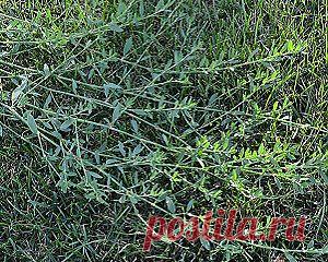 Полезные свойства спорыша